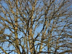 tree branches natural pattern