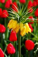 red yellow tulips netherlands