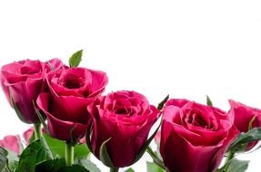 magenta roses on a white background