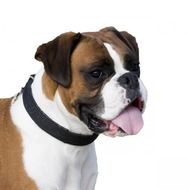 dog boxer portrait close up head