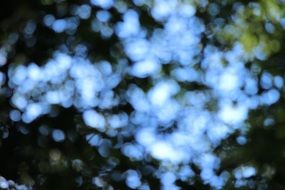 bokeh forest background light