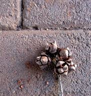 seeds seed pod cypress dry open