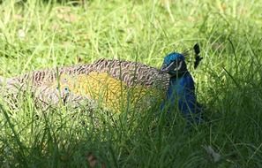 peafowls blue hiding grasses