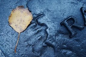 motherboard granite leaf foliage