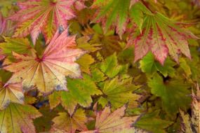 leaf leaves red autumn fall