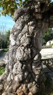 bark texture tree organic