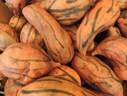 pumpkin pattern decoration dried
