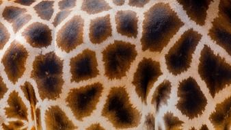 wild giraffe fur africa wildlife