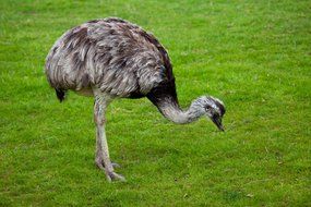 Ostrich in the wild nature