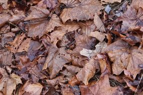 leaves background dried fallen