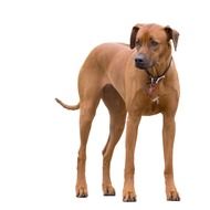 dog ridgeback rhodesian