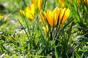 delicate yellow spring flowers in the garden