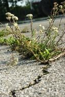 force of nature plant flower