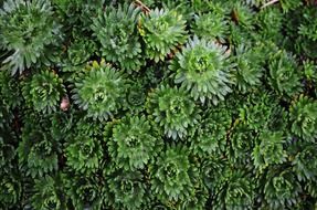 ornamental foliage nature macro