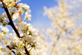 flowers flowering spring summer
