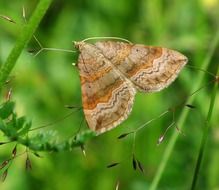 moth animal flying insect wing