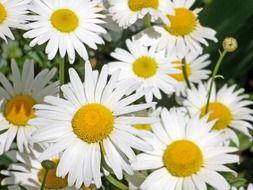 daisies white flowers petals daisy