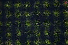 wallpaper with green seamless pattern