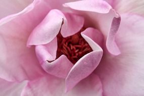 pink garden flowers plants