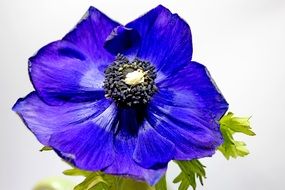 blossom bloom blue poppy close