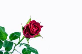 flower rose love valentine day