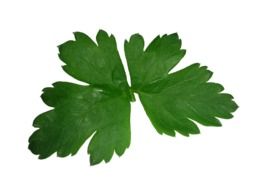 parsley leaf high texture green