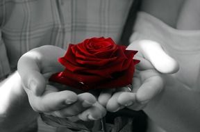 red rose in the female hands