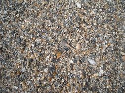 seashells shells sea beach ocean