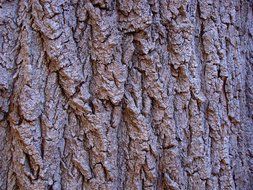 tree bark wood texture rough