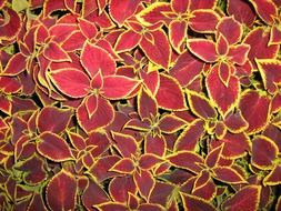 flower background color