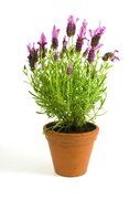 lavender flower spring pot soil