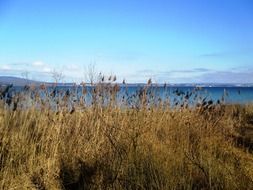 lake constance bank reed