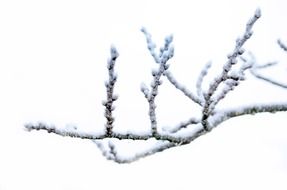 tree branch in winter