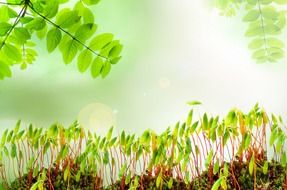 spring background moss field