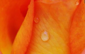 closeup of an orange rose