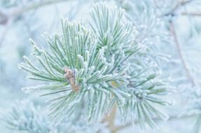 pine branch in winter