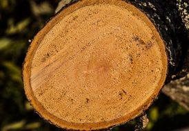 wood branch sawn timber texture