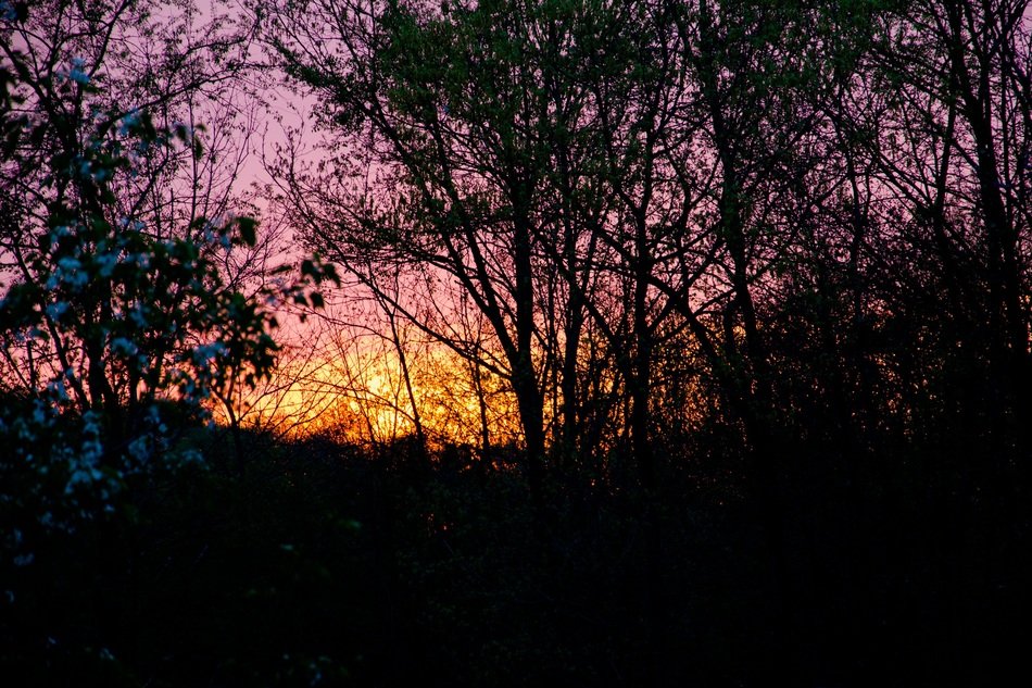 evening forest dusk nature