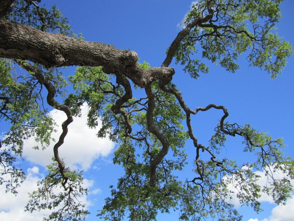 tree woods branches looking up