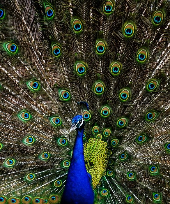 peacock green alone nature blue