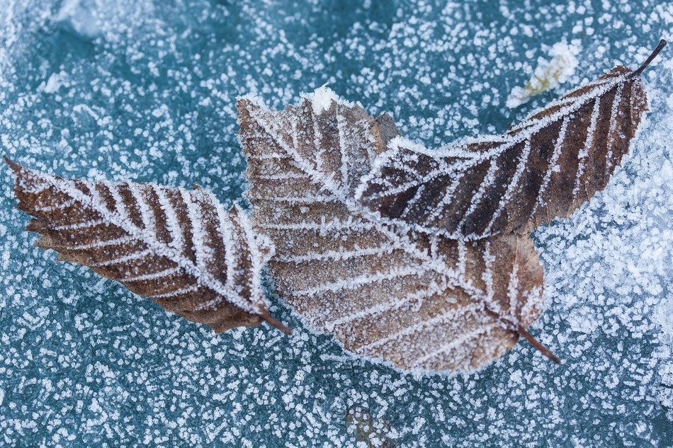hoarfrost leaf leaves beech rip