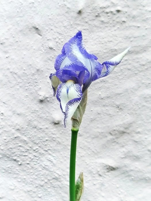 flower purple lily blossom bloom