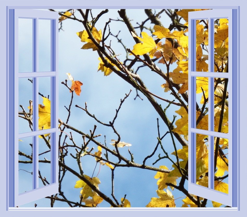 window november purple yellow