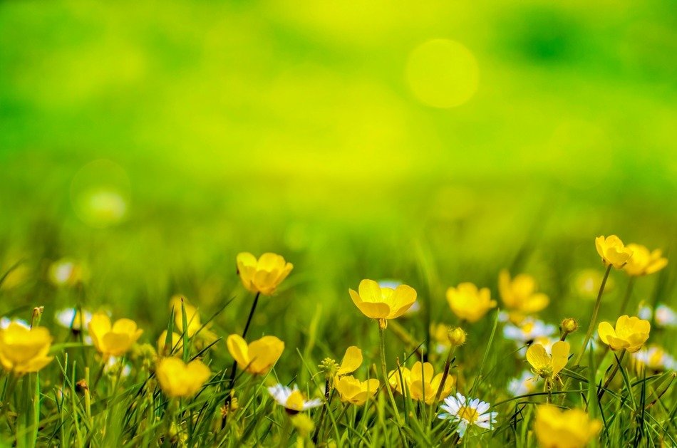spring background flower yellow