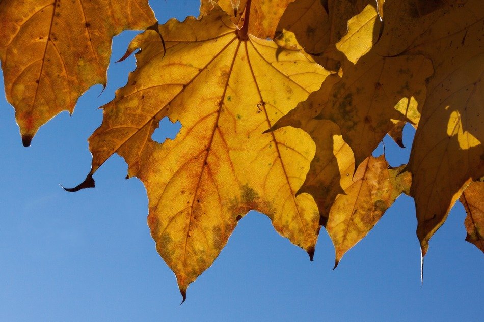 yellow leaves on the tree