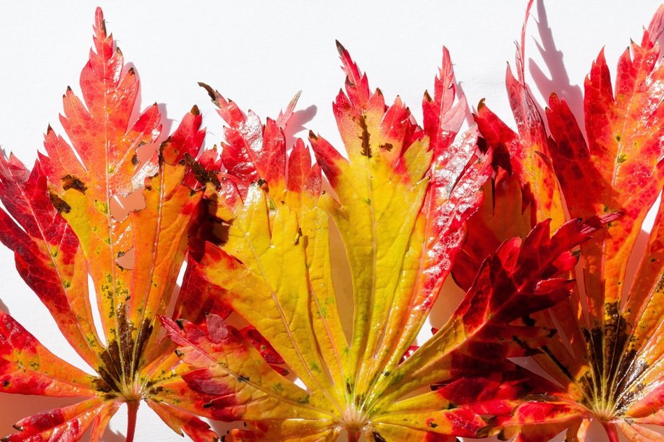 japanese maple leaves