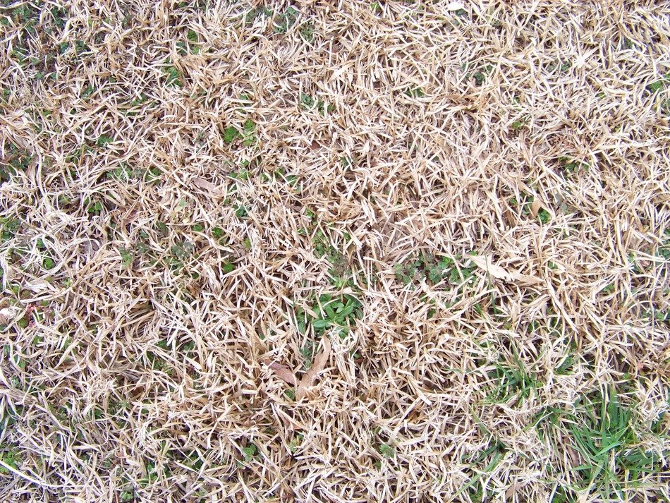 grass brown field dried natural