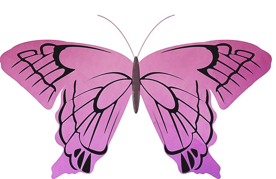 pink butterfly insect watercolor