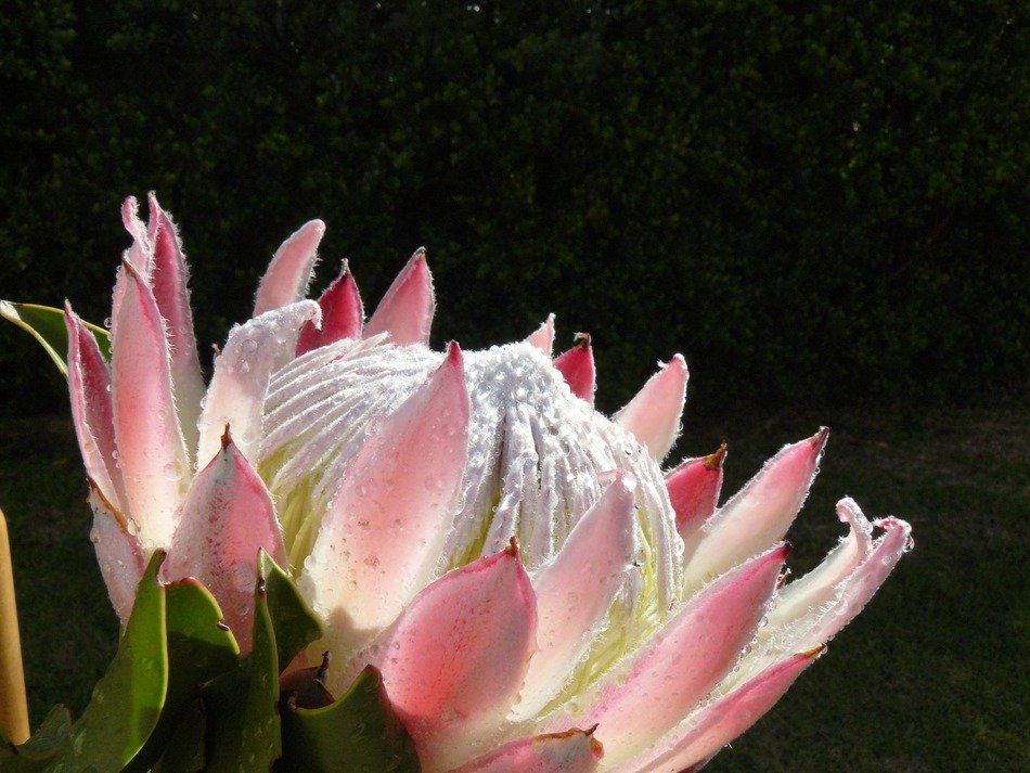 protea flowers blossom sugarbushes