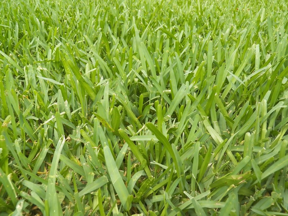 grass lawn green texture plants